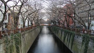 目黒川沿いの桜並木はもうすぐ開花