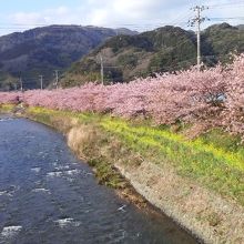 川沿いに　河津桜が咲き誇っています！