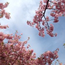穏やかな青空と　河津桜