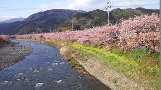 第２５回　河津桜まつり　2015