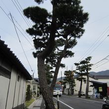 松の下に、神門通りの標柱が立っています。