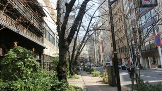 銀座にも八重桜の並木が楽しめる