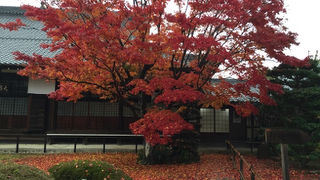 今年の「そうだ京都行こう」でした