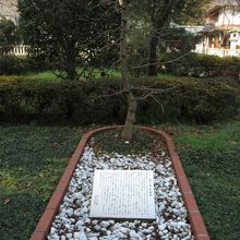 孔子の木｡中国山東省､孔子廟の物｡儒教は志士達にも影響を｡