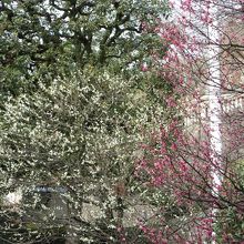 水戸の白梅と薩摩の紅梅