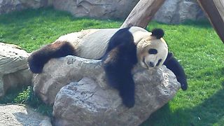 パンダ(親子) & 小パンダ