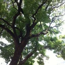 緑が多くて、良い感じです。