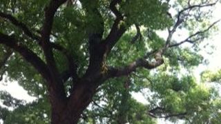 大門からお寺までのお楽しみも。