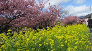 河津桜はまだ春が訪れる前、一足早く桜が愉しめるのはとてもうれしいが混雑