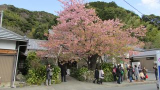 一般の家の庭の立派な桜です。