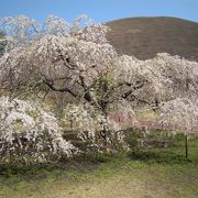 約４０種の桜がある