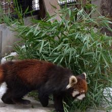 レッサーパンダ