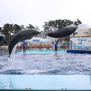 ゆる～い水族館