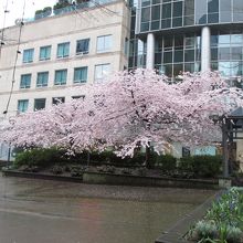 桜