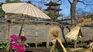 冬ぼたんの背景に五重塔