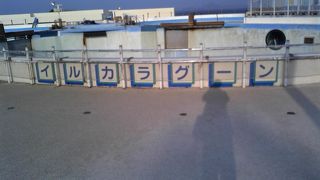 イルカの泳ぐ姿を観察