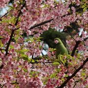 日本庭園の河津桜は散り始めていました