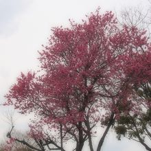 南部丘陵公園の梅