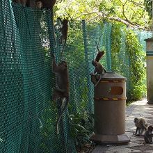 散策中にサル発見！