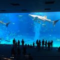 美ら海水族館