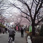 川口・植木の町