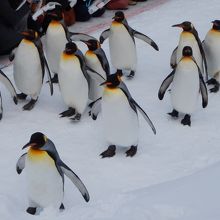 見飽きないペンギンのお散歩