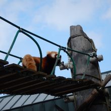 レッサーパンダが元気だった