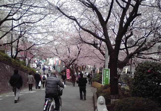 川口・植木の町