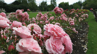 7月でもバラが綺麗に咲いていました