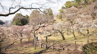 梅を見に行きました