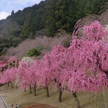 リベラルパーク青山