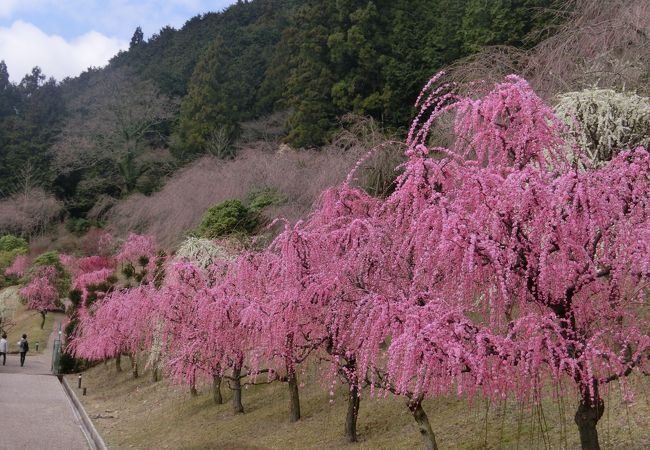 リベラルパーク青山