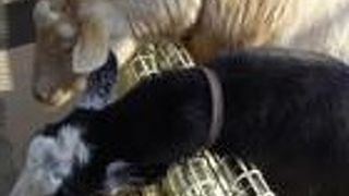 手軽に動物と触れ合える公園