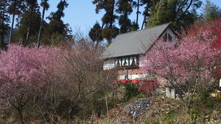 梅にはちょっと早かった