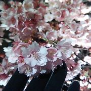糸川桜祭り