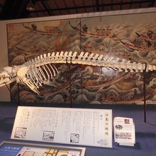 鯨の骨格標本