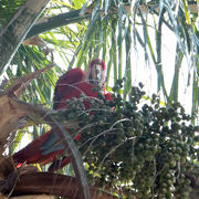 コンゴウインコがいっぱい