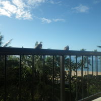 ラナイからの景色