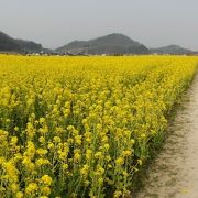 岡山県内有数の広大な菜の花畑が最高