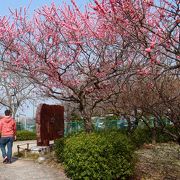 豊田市が一望できる　梅が美しい西山公園　