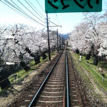 列車の最後尾の窓からゆっくり桜を眺めました。