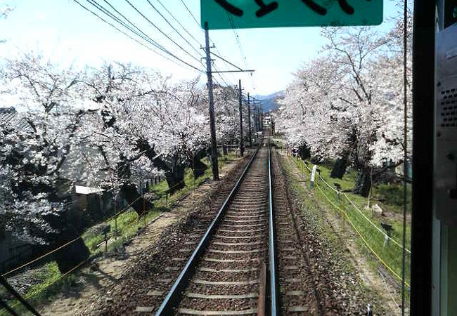 嵐電の列車で桜の下を通り抜け