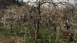 いや～満開ですな