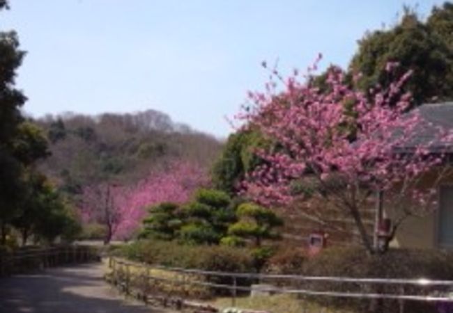 垂坂公園 羽津山緑地