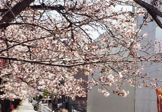 地元の人が集う桜並木