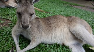 動物と間近に触れ合える