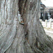 幹のくぼんだ部分にも小さなお地蔵様が.