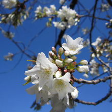 カンザン（里桜）と記載されていましたが？