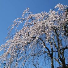 枝垂桜は満開でした