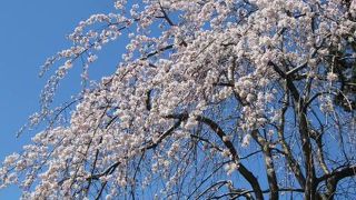 目黒区の大きな池がある公園